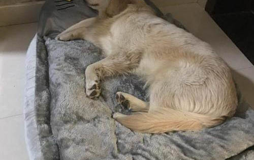 狗狗吃東西的禁忌有哪些