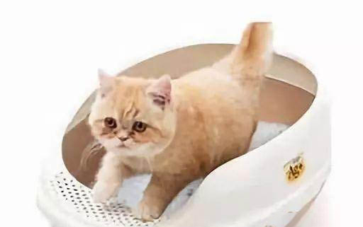 貓咪為什么會(huì)眼淚汪汪?——解決貓咪流淚的問題