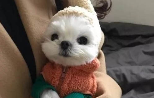 狗狗一歲半是人的幾歲