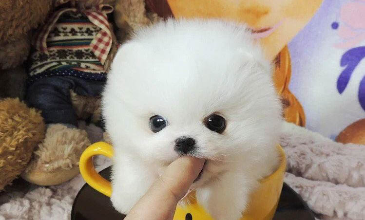 茶杯犬能活多長時間