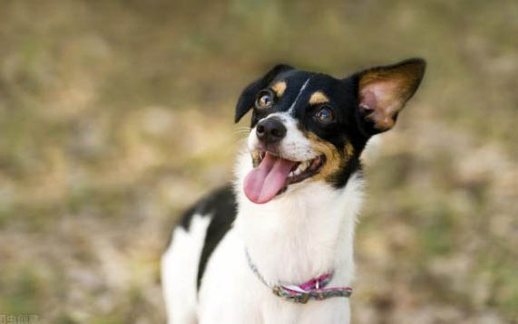 犬巴貝斯蟲病的診斷與治療方法