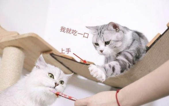貓咪被打了一直搖尾巴是為什么