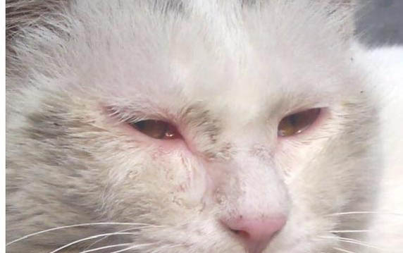 貓能吃生蠔嗎？