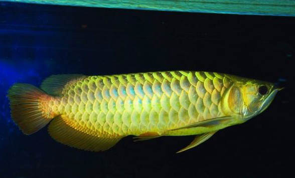 龍魚壽命能活多少年