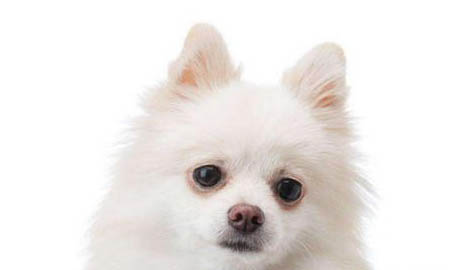 狗狗可不可以吃橘子?