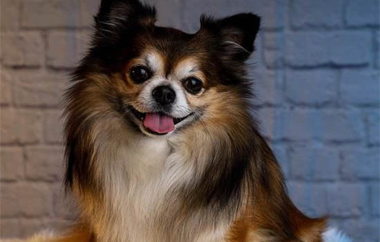 如何判斷是蝴蝶犬幼犬