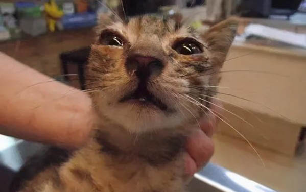貓咪突然發出像岔氣的聲音