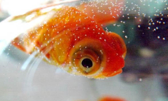 觀賞魚尾巴開裂怎么辦