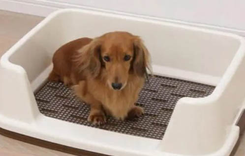 幼犬不能洗澡怎么清理呢？