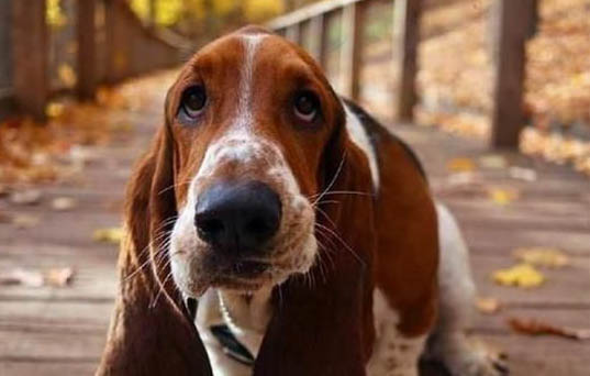 巴吉度犬被禁養,如何處理以及注意事項