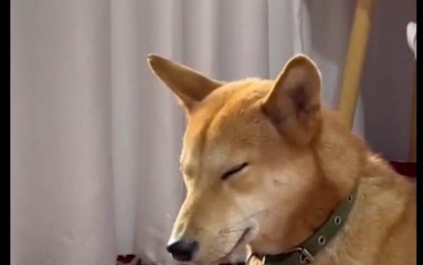 狗狗抽一晚上