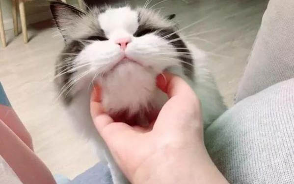 小貓多大可以自主排便