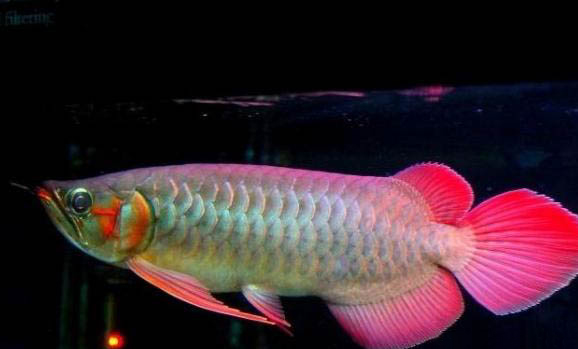 龍魚(yú)爛鰭應(yīng)該怎么治