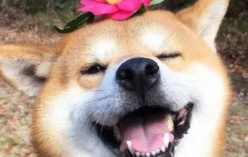 寵物柴犬會咬人嗎?