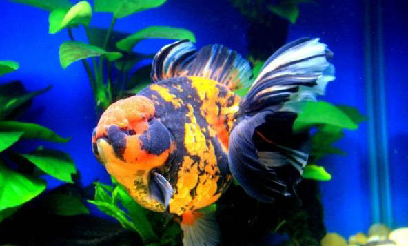 金魚一天吃幾粒魚食
