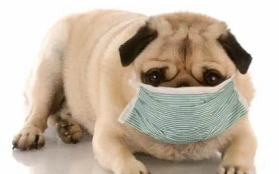 小狗為什么不可以吃巧克力?