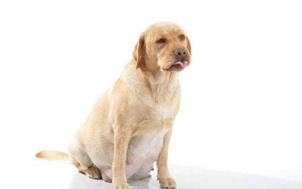 狗狗打哈欠