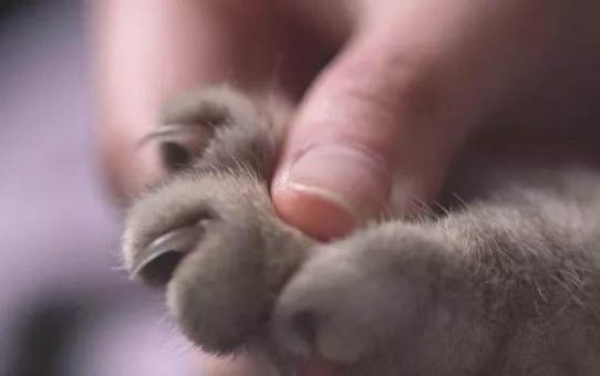 貓咪為什么會吃貓砂