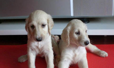 中國嗅覺最好的獵犬