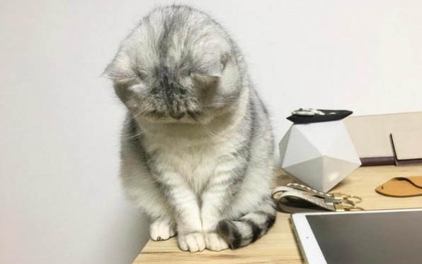 小貓吐了白色粘液