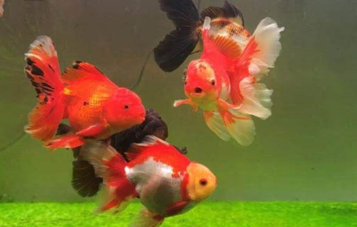金魚要幾天換一次水
