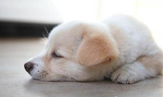 幼犬有點拉稀但精神很好