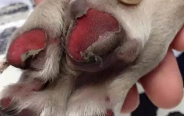 狗狗秋季的健康管理