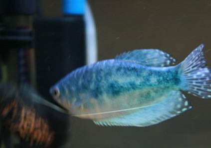 龍魚季節性拒食要多久
