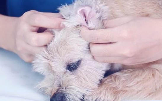 狗便血是什么病如預防及治療