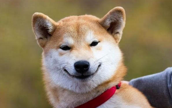 狗狗羊水破了一直不生