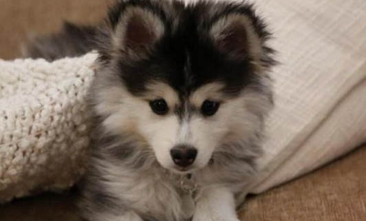 狗狗懷孕后有哪些反應