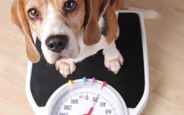 高加索犬趴著不動(dòng)很虛弱鼻子干