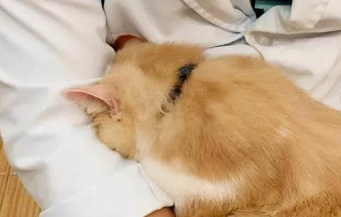貓咪傷口露肉抹什么藥好得快
