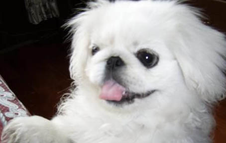 指示犬一般能活多久