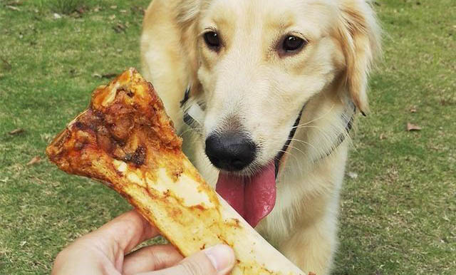 高加索犬生活習慣