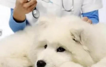 狗狗吐清水是怎么回事