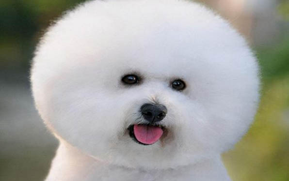 狗狗生完后多久排完惡露?