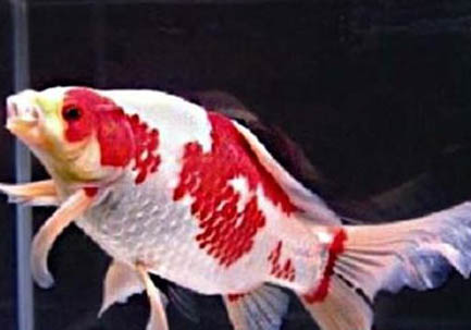 金魚怎么才能產(chǎn)卵