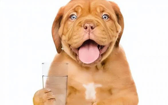 狗狗為什么會得犬瘟細小