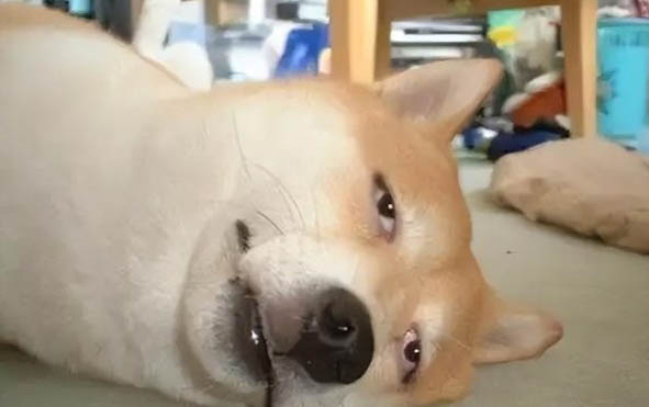 狗狗全身麻醉后多久能醒過來
