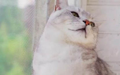請問貓咪嘔吐的原因及處理方法?