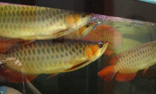 羅漢魚腹水和腸炎怎么治療