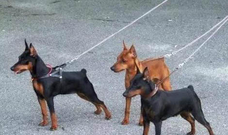 小鹿犬為什么沒人養
