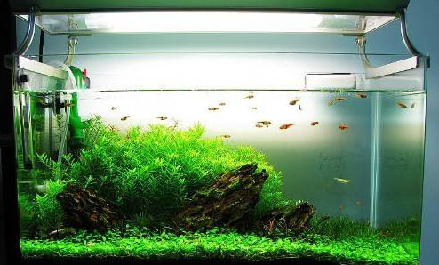 燈光對魚缸的作用