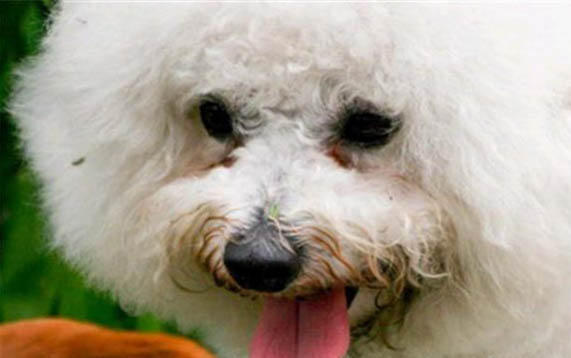柯基幼犬一天吃多少狗糧合適