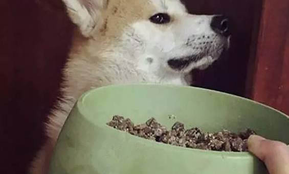 狗狗拉稀的現(xiàn)象和原因及處理方法