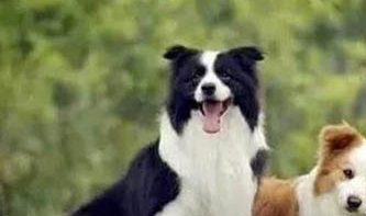純種邊境牧羊犬辨別方法