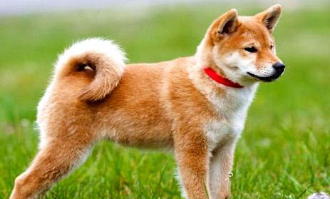 日本秋田犬價(jià)格多少錢一只