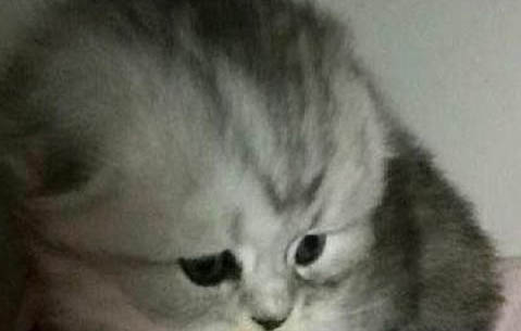 折耳藍貓能活多少年