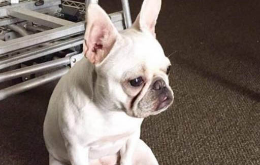狗狗吃了驅蟲藥后的三種常見反應|成犬飼養